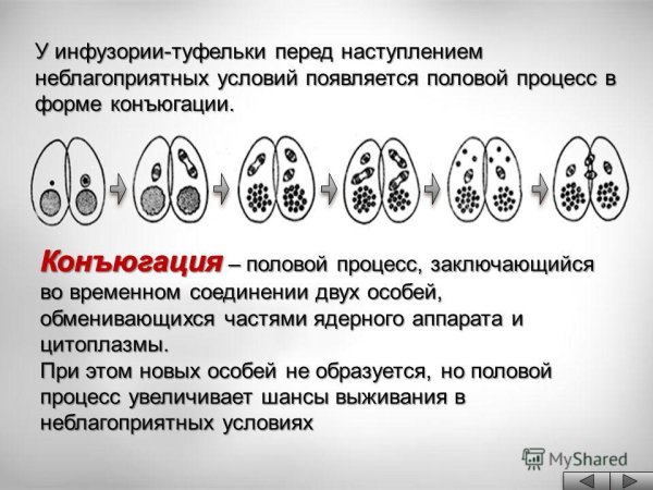 Конъюгация схема микробиология