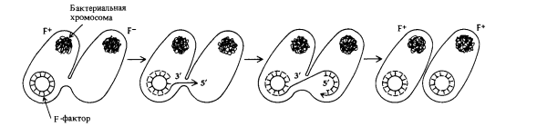 Этапы конъюгации инфузорий