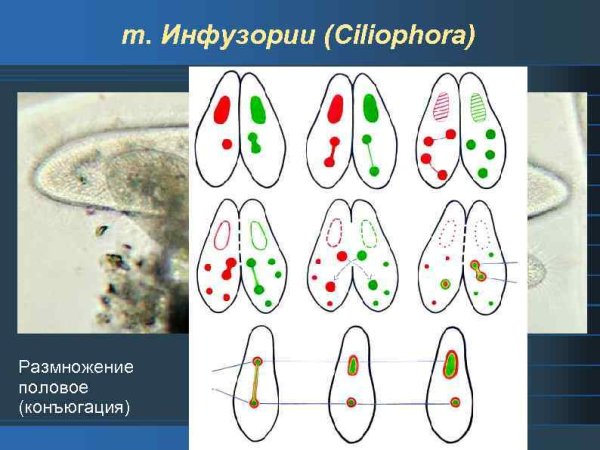 Формы полового размножения конъюгация