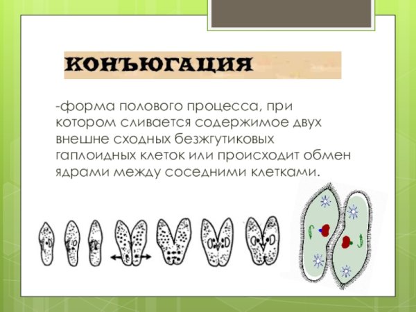 Конъюгация инфузории туфельки