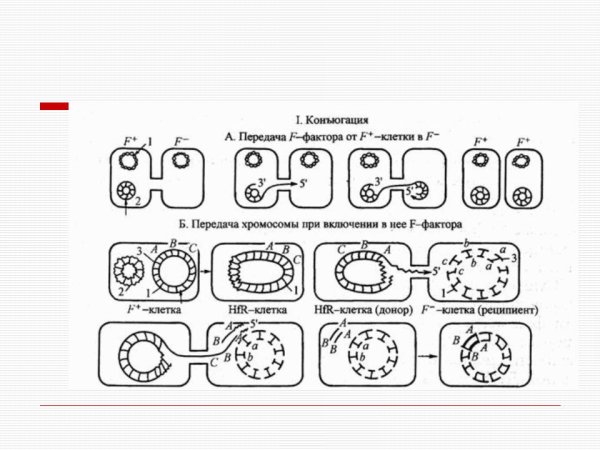 Этапы конъюгации инфузорий