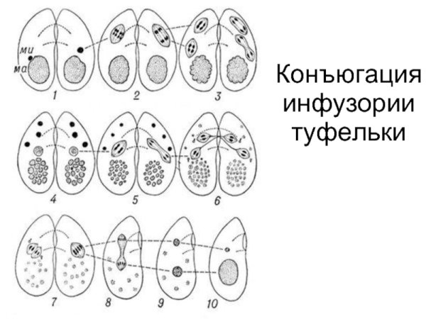 Инфузория макронуклеус деление