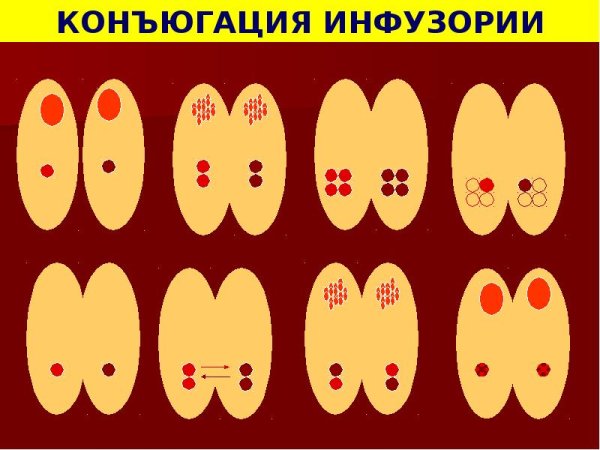 Конъюгация инфузорий
