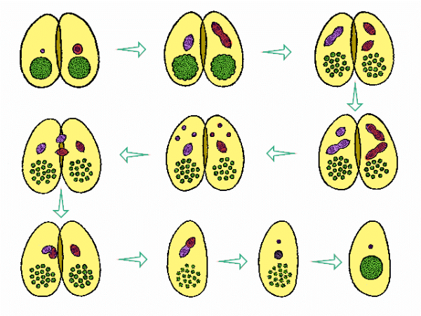 Тип размножения конъюгации у бактерий