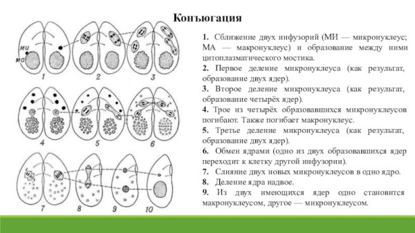 Этапы конъюгации инфузорий