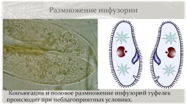 Размножение инфузории туфельки конъюгация