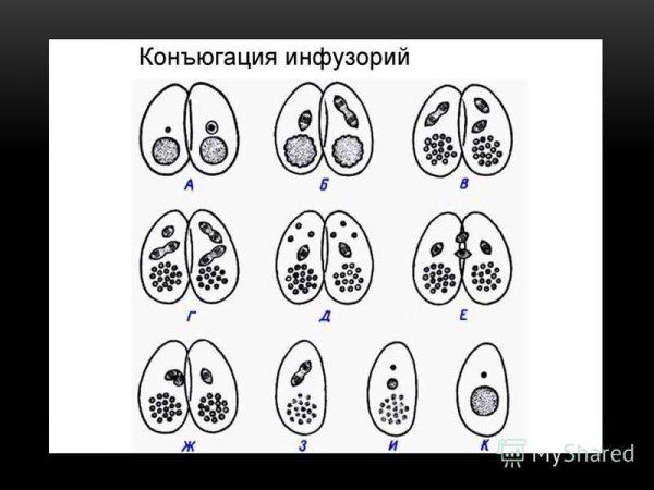 Деление бактерий конъюгация