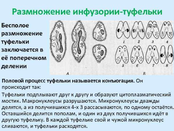 Инфузория туфелька размножение конъюгация