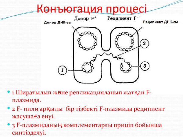 Формы полового размножения конъюгация