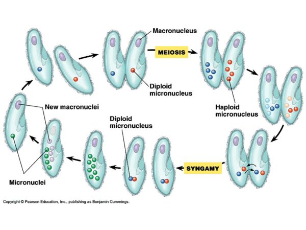 Схема коньюгаци иинфузории
