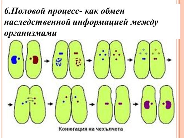Инфузория туфелька конъюгация