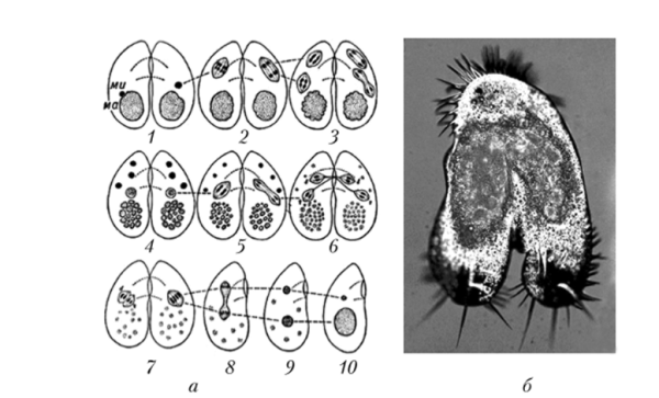 Конъюгация инфузорий схема