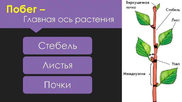 Строение стебля покрытосеменных растений