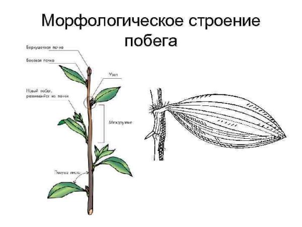 Побег. Морфология побега.