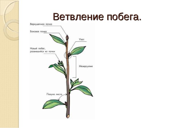 Симподиальное ветвление побегов липы