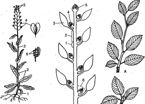 Побег сирени биология