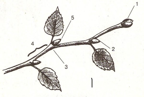 Строение ветки тополя