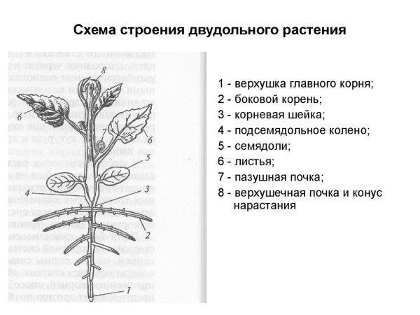 Строение побега растение колеус