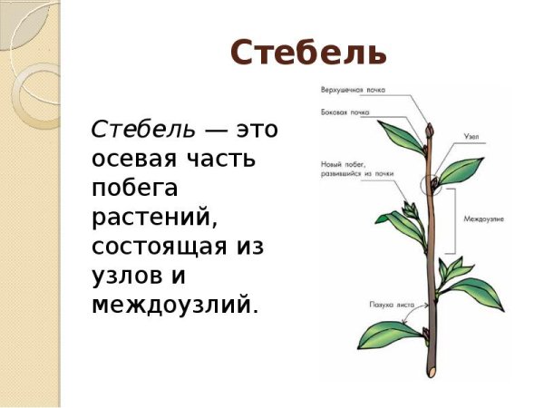 Внешнее строение стебля