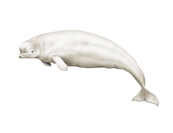 Белуха кит вид сбоку