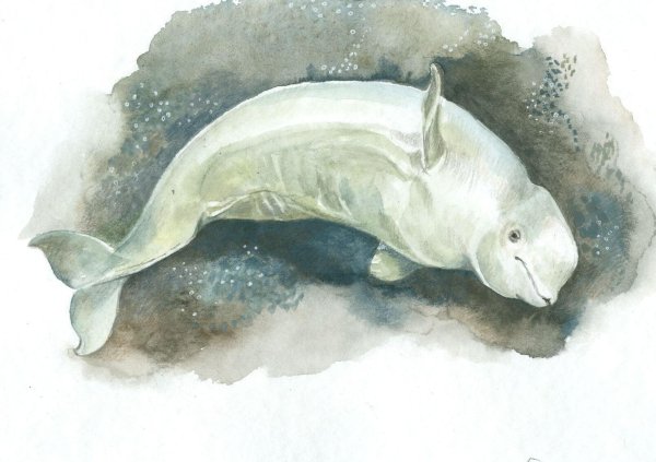 Белуга кит рисунок