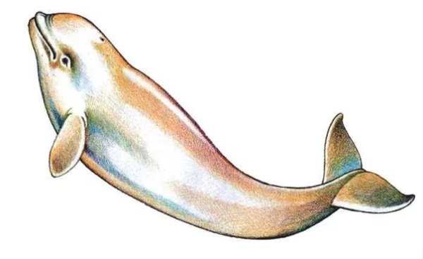 Белуха кит вид сбоку