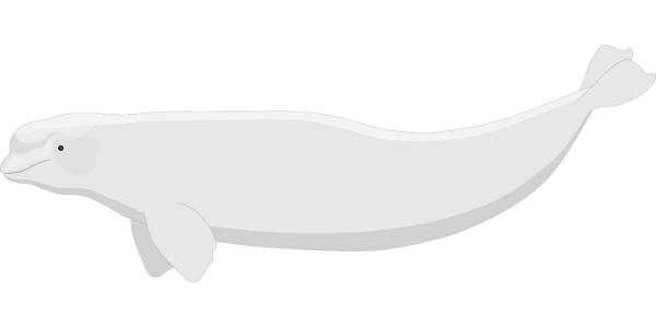 Белуга без фона