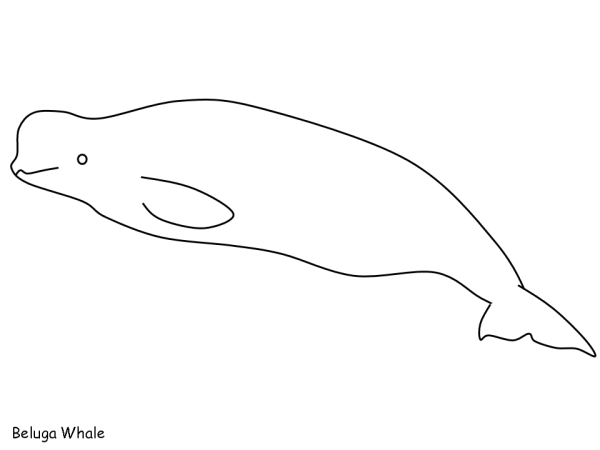 Кит Белуха раскраска