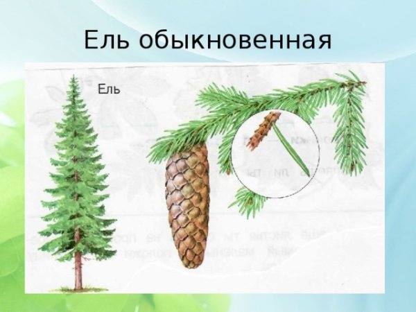 Ель обыкновенная строение хвоинок