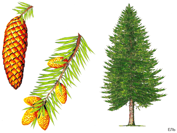 Пихта Сибирская плоды
