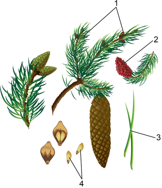 Ель обыкновенная Ботанический рисунок