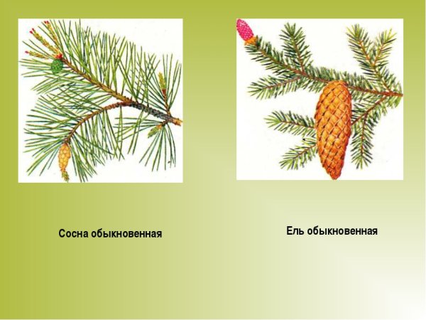 Голосеменные ель