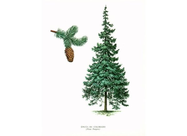 Ель Сибирская