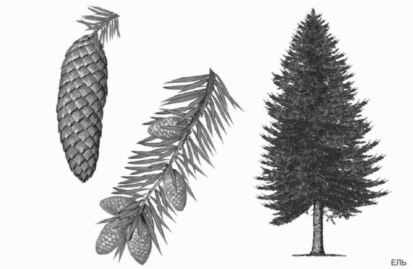 Пихта шишки и хвоинки