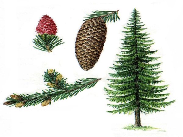 Голосеменные ель обыкновенная