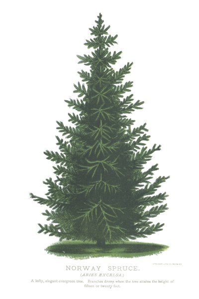 Ель обыкновенная для детей