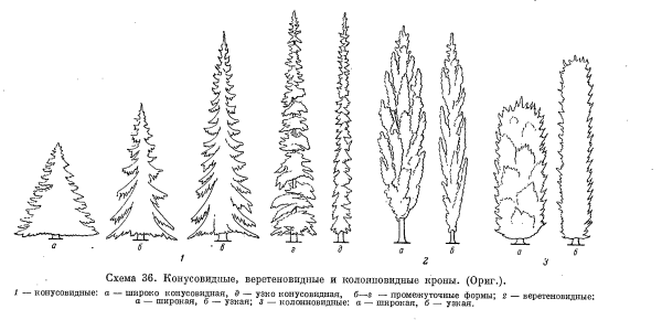 Пихта Сибирская шишка