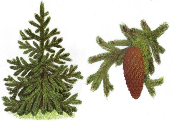 Ель карандашом