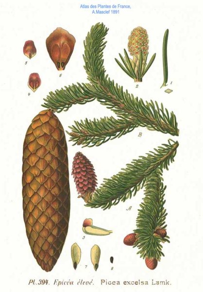 Пихта Сибирская гербарий