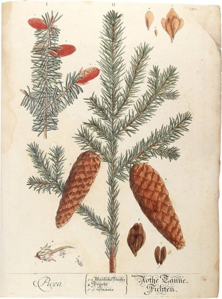 Схематичный рисунок ели