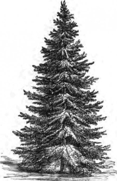 Дерево ель рисунок карандашом