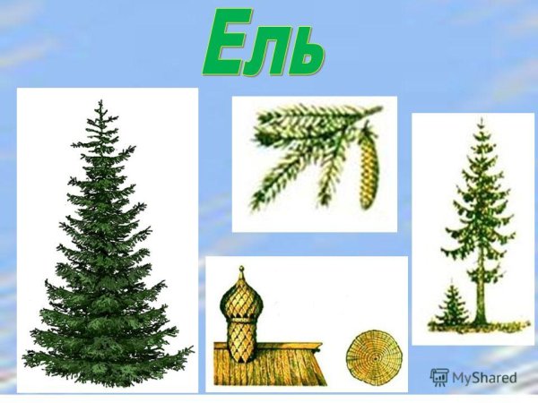 Рисунок елка для детей легкие