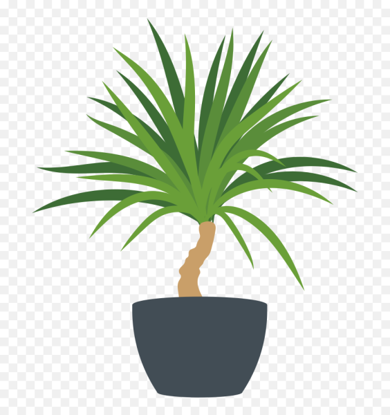 Юкка рисунок