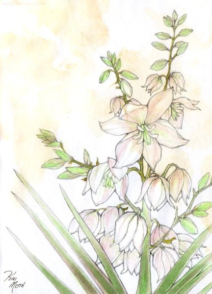 Агава Драцена Юкка