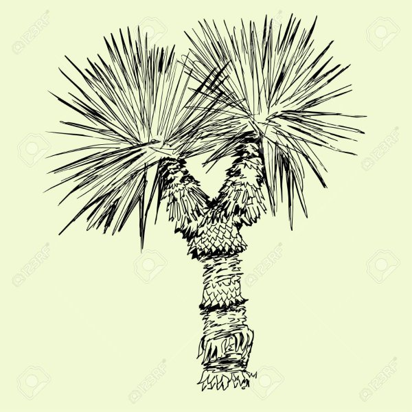 Юкка акварель