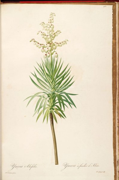 Цветок Юкка раскраска