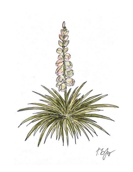 Юкка рострата куст