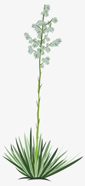 Растения ботанического Юкка