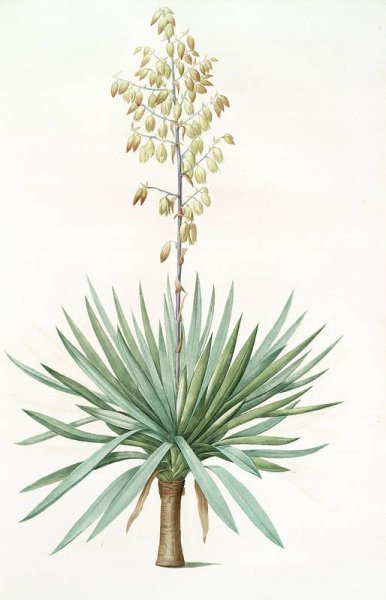 Yucca aloifolia l