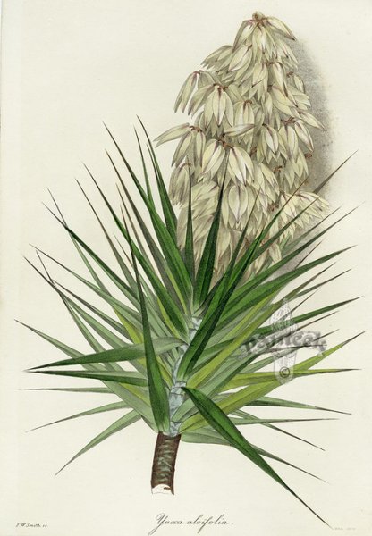 Yucca Gloriosa иллюстрация